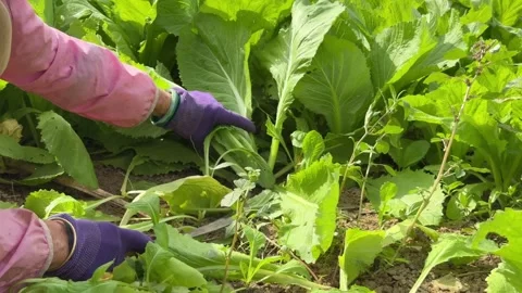 The process of hand harvesting leafy mustard plants is shown in detail Stock Footage 329372664
