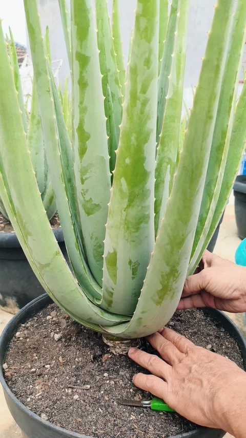 The process of harvesting aloe vera by cutting at the base of the leaf stem. Stock Footage 295253568