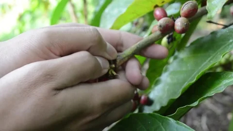 The process of harvesting coffee in the traditional way in Indonesia Video stock 277581397