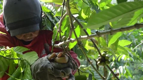 The process of harvesting coffee in the traditional way in Indonesia Stock Footage 277581398