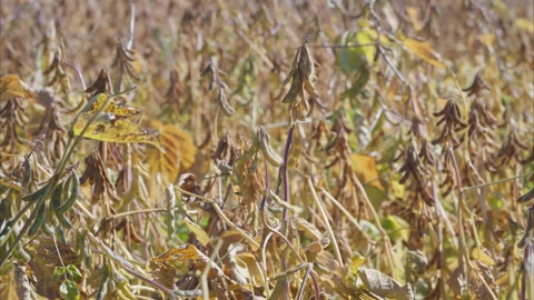The process of Harvesting a Dry Soybean Field during the Autumn season is signif Video stock 318650716