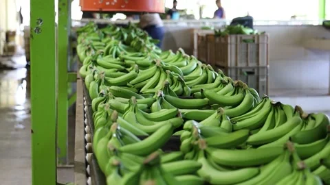 Process of harvesting in a farm Stock Footage 166625343