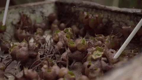 Process harvesting honey Stock Footage 272910939