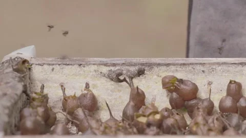 Process harvesting honey Stock Footage 272912776