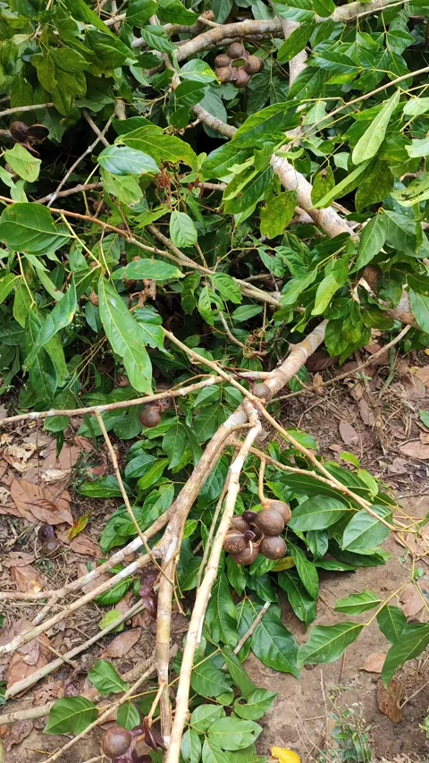 The process of harvesting jengkol fruit Stock Footage 321911855