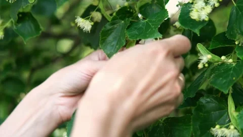 The process of harvesting linden flowers. Stock Footage 281224886