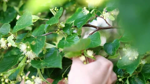 The process of harvesting linden flowers.  Stock Footage 281224915