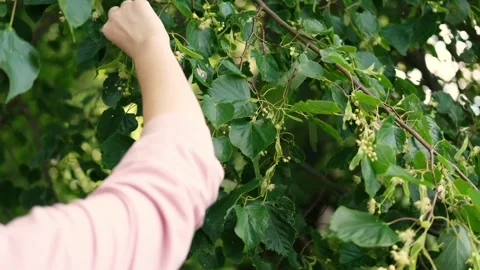 The process of harvesting linden flowers. Stock Footage 282775726