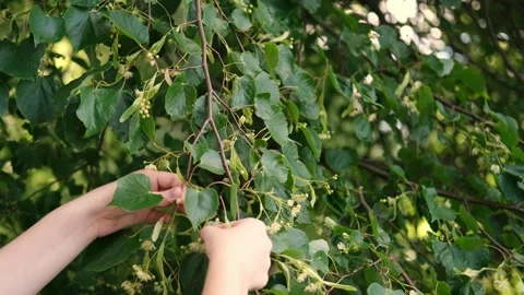 The process of harvesting linden flowers. Stock Footage 282775727