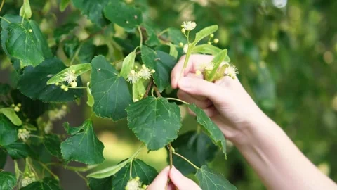 The process of harvesting linden flowers. Stock Footage 282776116
