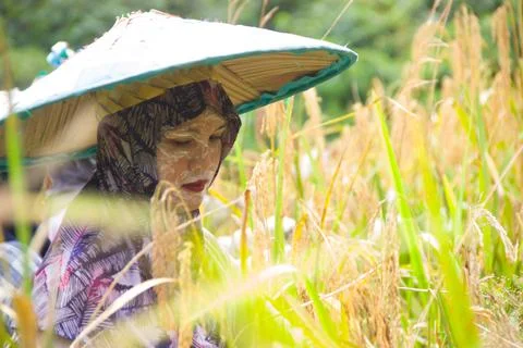 The process of harvesting mountain paddy Stock Photos