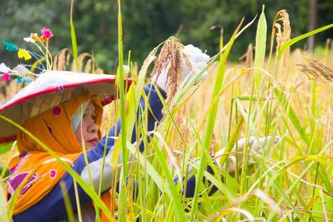 The process of harvesting mountain paddy Stock Photos