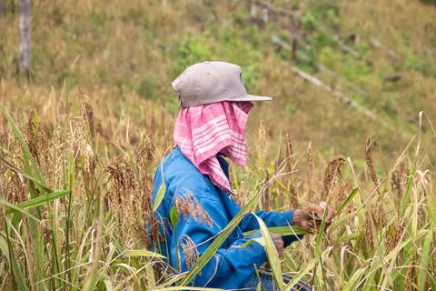 The process of harvesting mountain paddy Stock Photos
