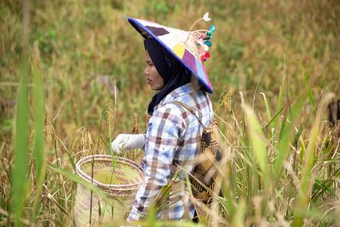 The process of harvesting mountain paddy Stock Photos