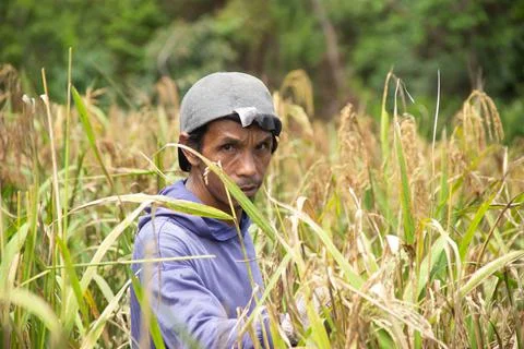 The process of harvesting mountain paddy Stock Photos