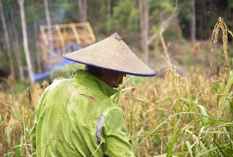The process of harvesting mountain paddy Stock Photos