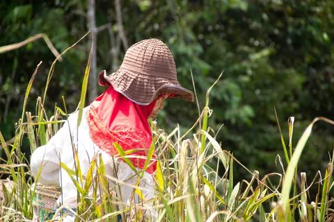 The process of harvesting mountain paddy Stock Photos