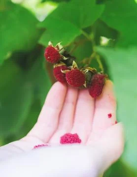 Process of harvesting raspberry and picking berries and wild raspberries in.. Stock Photos