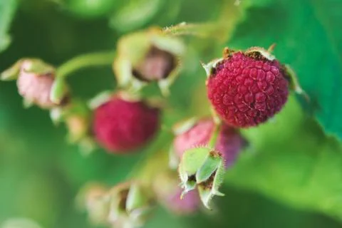 Process of harvesting raspberry and picking berries and wild raspberries in.. Stock Photos