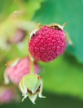 Process of harvesting raspberry and picking berries and wild raspberries in.. Foto stock