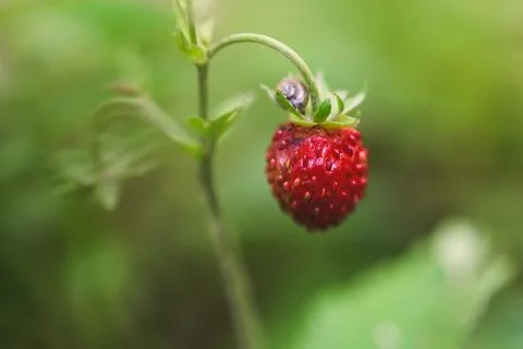 Process of harvesting raspberry and picking berries and wild strawberries i.. Stock Photos