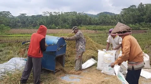 The process of harvesting rice in Indonesia Stock Footage 221477022
