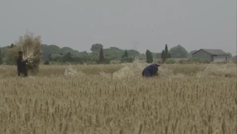 The process of harvesting rice in paddy fields. Stock Footage 260295477