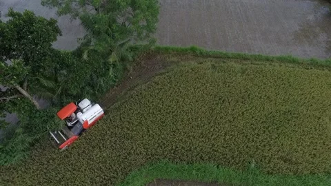 The process of harvesting rice using a tractor machine Stock Footage 155201585