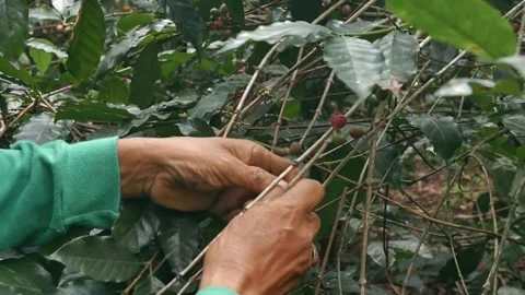 The process of harvesting ripe coffee beans. Stock Footage 291844438