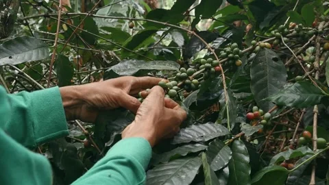 The process of harvesting ripe coffee beans. Stockbeeldmateriaal 291845782