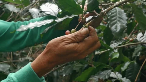 The process of harvesting ripe coffee beans. Stock Footage 291846092