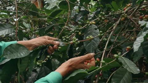 The process of harvesting ripe coffee beans. Stock Footage 291846790