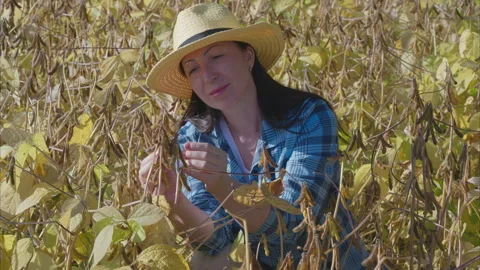 The process of harvesting soybeans in a beautiful fall landscape during autumn s Stock Footage 318388762