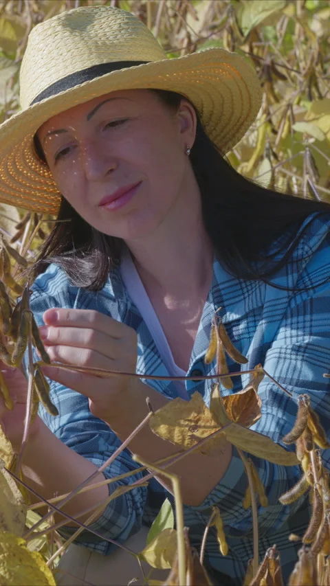 The process of harvesting soybeans in a beautiful fall landscape during autumn s Stock Footage 325683840