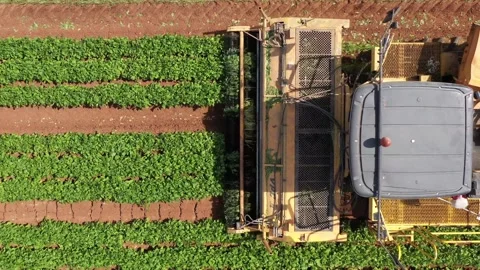 The process of harvesting tobacco, transporting cargo with trucks.4K Footage Stock Footage 245477352