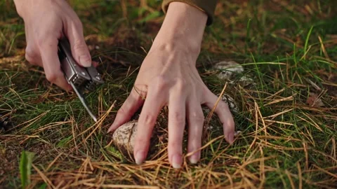 Process harvesting underground mushrooms. Hands removing a Champignon. Stock Footage 252281550