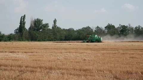 The process of harvesting wheat in the field using a combine. Stock Footage 157283008