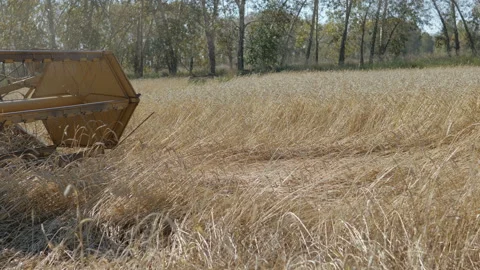The process of harvesting wheat. Stock Footage 95507401