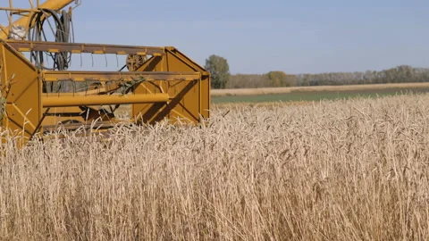 The process of harvesting wheat. Stock Footage
