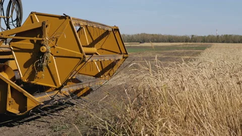 The process of harvesting wheat. Stock Footage 95507486