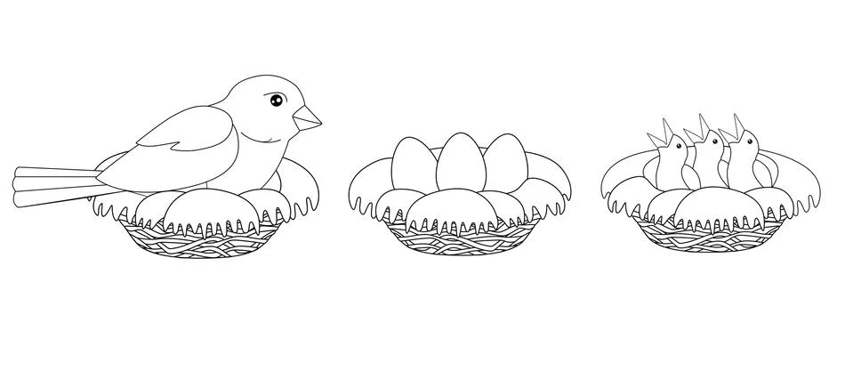 The process of hatching chicks - a bird sits on a nest, a nest with eggs 스톡 일러스트
