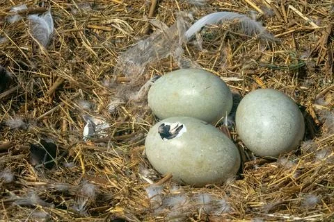 The process of hatching cygnets from an egg The process of hatching cygnet... 스톡 사진