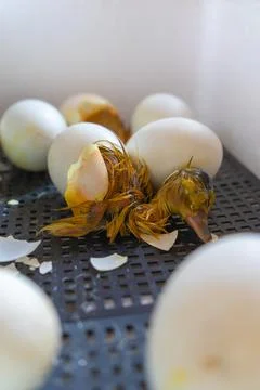 Process of hatching from goose eggs in the incubator. Close up of crack egg d Stock Photos