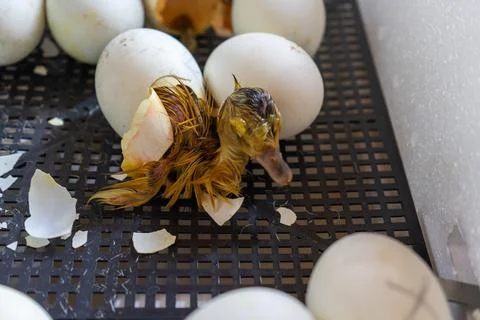 Process of hatching from goose eggs in the incubator. Stock Photos