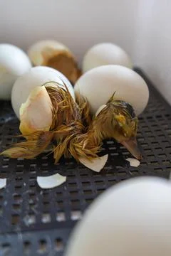 Process of hatching from goose eggs in the incubator.Close up of crack egg du Stock Photos