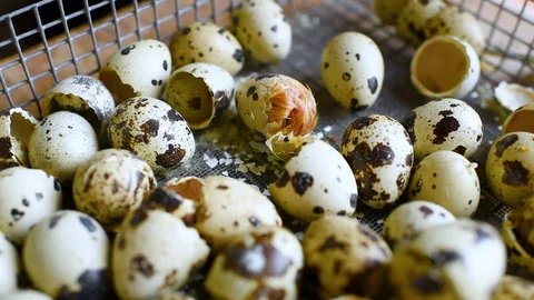 Process of hatching a quail chick in an incubator against the background of Stock-Footage 129577214