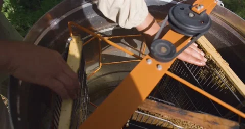 The process of honey extraction. A man installs frames with honeycomb Vidéo 140037873