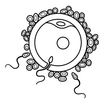 Process of Human Fertilization for Coloring Page. Egg and Sperm. Human Repr.. Stock Illustration