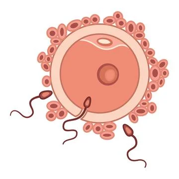 Process of Human Fertilization. Egg and Sperm. Human Reproductive System. V.. Stock Illustration