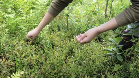 The process of human picking of blueberries in the forest. Stock Footage 275571393